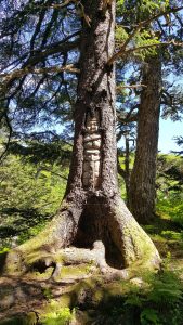 mt roberts tree 0