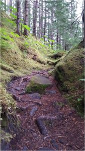 East Glacier Trail