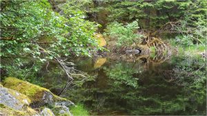 East Glacier Trail Lake