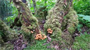 Mossy Tree