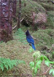 Stellars Jay