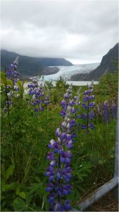 Mendenhall Glacier and Lupines